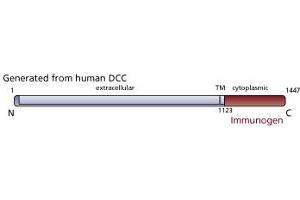 Image no. 2 for anti-Deleted in Colorectal Carcinoma (DCC) antibody (ABIN967443) (DCC 抗体)