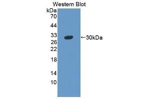 Western Blotting (WB) image for anti-Vasorin (Vasn) (AA 298-539) antibody (ABIN1872181) (Vasn 抗体  (AA 298-539))