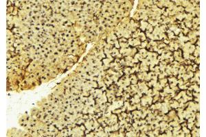 ABIN6269056 at 1/100 staining Mouse liver tissue by IHC-P. (PDPK1 抗体  (Internal Region))