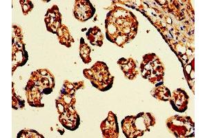 IHC image of ABIN7154972 diluted at 1:300 and staining in paraffin-embedded human placenta tissue performed on a Leica BondTM system. (Hemoglobin Subunit beta 抗体  (AA 1-147))