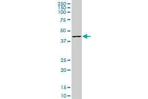 MKNK1 monoclonal antibody (M10), clone 4G6. (MKNK1 抗体  (AA 1-465))