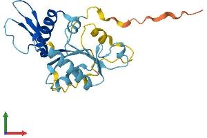AlphaFold protein structure predicition of Human Recombinant ALG1L2 Protein, UniprotID C9J202 (ALG1L2 Protein (AA 1-215) (His tag))