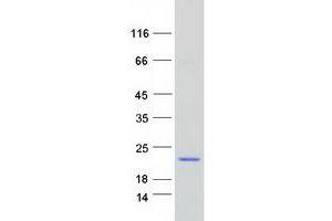 Validation with Western Blot (C19orf24 Protein (Myc-DYKDDDDK Tag))