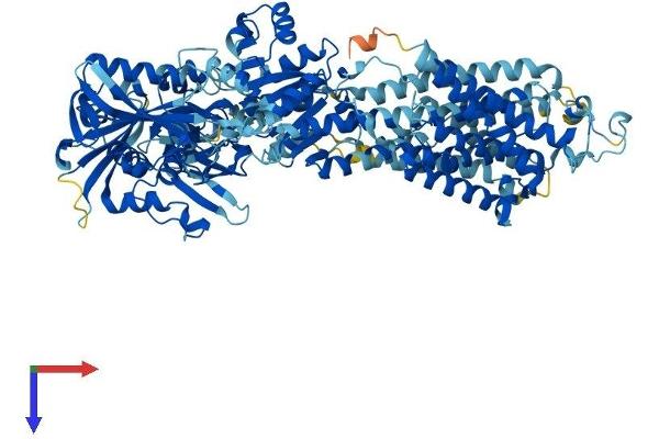 ATP2A1/SERCA1 Protein (AA 1-1001) (His tag)