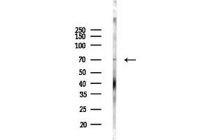 Western blot analysis of lysates from COLO205 cells(LPS,4h treatment), using SHP2 Antibody at 1/1000 dilution.