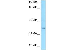 WB Suggested Anti-C9orf30 Antibody Titration: 1. (MSANTD3 抗体  (C-Term))
