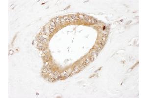 Immunohistochemistry (IHC) image for anti-Dynamin 2 (DNM2) (AA 625-675) antibody (ABIN7454489)