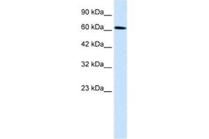 Western Blotting (WB) image for anti-Upstream Binding Protein 1 (LBP-1a) (UBP1) antibody (ABIN2460733) (UBP1 抗体)