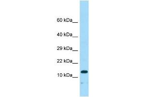 Western Blotting (WB) image for anti-Neudesin (NENF) (N-Term) antibody (ABIN2790663) (Neudesin 抗体  (N-Term))