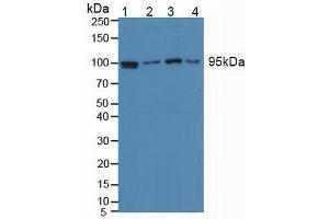 Western blot analysis of (1) Human HeLa cells, (2) Human Jurkat Cells, (3) Human HepG2 Cells and (4) Human Raji Cells. (EEF2 抗体  (AA 32-233))