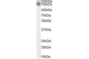 ABIN185520 (1µg/ml) staining of human brain lysate (35µg protein in RIPA buffer). (EPB41L3 抗体  (C-Term))