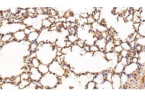 Detection of IL6 in Rat Lung Tissue using Polyclonal Antibody to Interleukin 6 (IL6) (IL-6 抗体  (AA 21-211))
