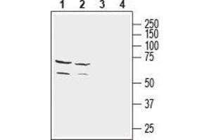Western blot analysis of mouse (lanes 1 and 3) and rat (lanes 2 and 4) brain lysates: - 1,2. (NETO2 抗体  (Extracellular, N-Term))