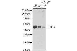 Western blot analysis of extracts of various cell lines, using HRH3 Rabbit mAb (ABIN7267661) at 1:1000 dilution. (HRH3 抗体)