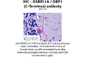 Image no. 1 for anti-Oxysterol Binding Protein-Like 1A (OSBPL1A) (C-Term) antibody (ABIN1737699) (OSBPL1A 抗体  (C-Term))