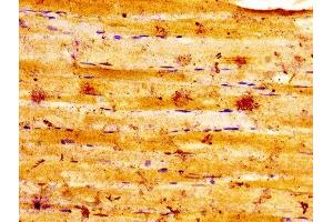 IHC image of ABIN7153211 diluted at 1:100 and staining in paraffin-embedded human skeletal muscle tissue performed on a Leica BondTM system. (ALDOA 抗体  (AA 2-364))