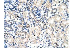Image no. 1 for anti-Poly(A) Binding Protein, Cytoplasmic 4 (Inducible Form) (PABPC4) (AA 181-230) antibody (ABIN202848) (PABPC4 抗体  (AA 181-230))