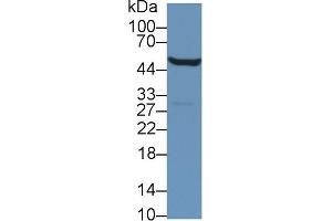 Western Blot; Sample: Mouse Kidney lysate; Primary Ab: 1µg/ml Rabbit Anti-Mouse ALDH9A1 Antibody Second Ab: 0. (ALDH9A1 抗体  (AA 322-494))