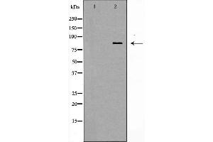 Western blot analysis of MCF7 cell lysate, using STAT1 Antibody. (STAT1 抗体  (C-Term))