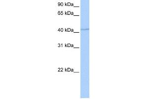 WB Suggested Anti-DPH1 Antibody Titration: 0. (DPH1 抗体  (Middle Region))