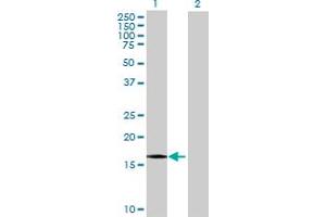 Western Blot analysis of EDF1 expression in transfected 293T cell line by EDF1 MaxPab polyclonal antibody. (EDF1 抗体  (AA 1-148))