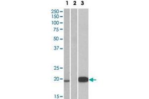 HEK293 lysate (10 ug protein in RIPA buffer) over expressing human UCN3 with DYKDDDDK tag probed with UCN3 polyclonal antibody  (1 ug/mL) in Lane 1 and probed with anti- DYKDDDDK Tag (1/3000) in lane 3. (UCN3 抗体  (Internal Region))