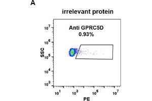 Expi 293 cell line transfected with irrelevant protein (A) and human GPRC5D (B) were surface stained with Rabbit anti-GPRC5D monoclonal antibody 1 μg/mL (clone: DM91) followed by PE-conjugated anti-rabbit IgG secondary antibody. (GPRC5D 抗体  (AA 2-21))