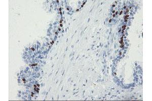 Image no. 2 for anti-Forkhead Box I1 (FOXI1) (AA 111-350) antibody (ABIN1490840)