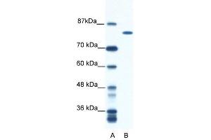DHX16 antibody used at 0. (DHX16 抗体)