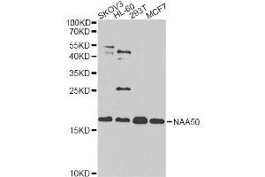 Western blot analysis of extracts of various cell lines, using NAA50 antibody. (NAA50 抗体  (AA 1-169))