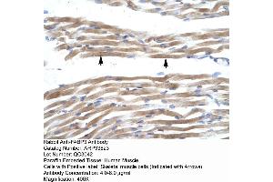 Human Muscle (FABP3 抗体  (N-Term))