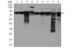Image no. 4 for anti-Eukaryotic Translation Initiation Factor 4B (EIF4B) antibody (ABIN1497978)