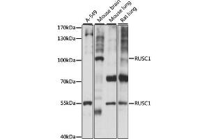 Western blot analysis of extracts of various cell lines, using RUSC1 antibody. (RUSC1 抗体)