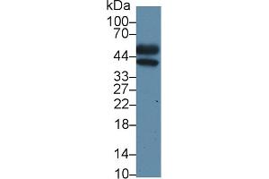 Western Blotting (WB) image for anti-Orosomucoid 2 (ORM2) (AA 19-207) antibody (ABIN7436921)