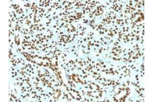 Immunohistochemical staining (Formalin-fixed paraffin-embedded sections) of human pancreas with Histone H1 recombinant monoclonal antibody, clone HH1/1784R . (Recombinant Histone H1 抗体)