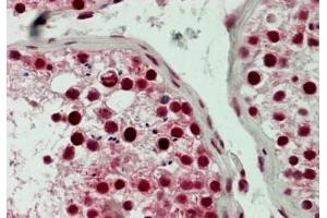 IHC testing of FFPE human testis tissue with LSD1 antibody at 5ug/ml. (LSD1 抗体  (N-Term))