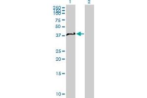 Western Blot analysis of NCF4 expression in transfected 293T cell line by NCF4 MaxPab polyclonal antibody. (NCF4 抗体  (AA 1-339))