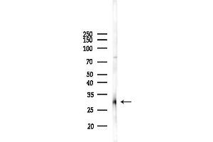 anti-Mid1-Interacting Protein 1 (m1ip1) (C-Term) antibody