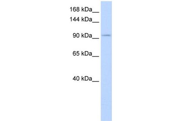 SALL3 抗体  (Middle Region)