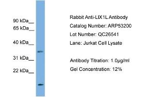 WB Suggested Anti-LIX1L  Antibody Titration: 0. (LIX1L 抗体  (N-Term))