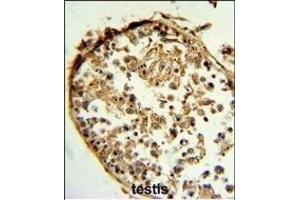 CTSS Antibody (Center) (ABIN391571 and ABIN2841508) IHC analysis in formalin fixed and paraffin embedded human testis tissue followed by peroxidase conjugation of the secondary antibody and DAB staining. (Cathepsin S 抗体  (AA 210-240))