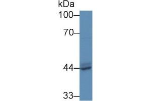 Western Blot; Sample: Human MCF7 cell lysate; Primary Ab: 5µg/ml Rabbit Anti-Mouse ACP3 Antibody Second Ab: 0. (ACPP 抗体  (AA 56-215))