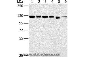 Western blot analysis of 293T, K562, hela, 231, Jurkat and NIH/3T3 cell, using MATR3 Polyclonal Antibody at dilution of 1:500 (MATR3 抗体)