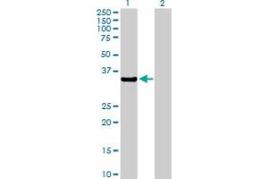 Western Blot analysis of AKR7A2 expression in transfected 293T cell line by AKR7A2 MaxPab polyclonal antibody. (AKR7A2 抗体  (AA 1-330))
