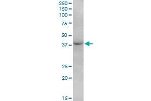 Western Blotting (WB) image for anti-F-Box Protein 28 (FBXO28) (AA 1-368) antibody (ABIN525037)