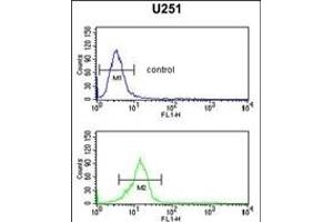 OLIG3 Antibody (Center) (ABIN652572 and ABIN2842385) flow cytometric analysis of  cells (bottom histogram) compared to a negative control cell (top histogram). (OLIG3 抗体  (AA 74-100))