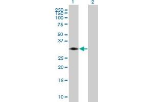 Western Blot analysis of STX11 expression in transfected 293T cell line by STX11 MaxPab polyclonal antibody. (Syntaxin 11 抗体  (AA 1-287))