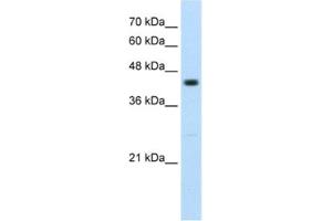 Western Blotting (WB) image for anti-Ring Finger Protein 32 (RNF32) antibody (ABIN2462684) (RNF32 抗体)