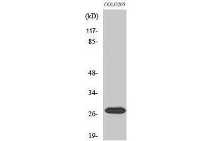 Western Blotting (WB) image for anti-Nuclear Receptor Interacting Protein 3 (NRIP3) (C-Term) antibody (ABIN3185959) (NRIP3 抗体  (C-Term))