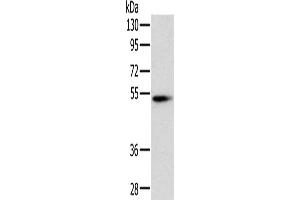 Western Blotting (WB) image for anti-Pancreatic Lipase (PNLIP) antibody (ABIN2430608) (PNLIP 抗体)